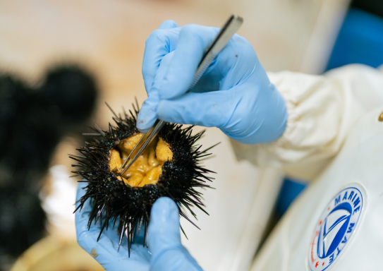 雲丹の自社工場加工