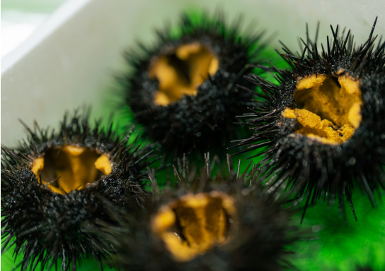 雲丹の自社工場加工