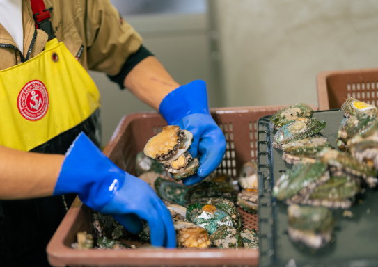 鮑の自社工場加工