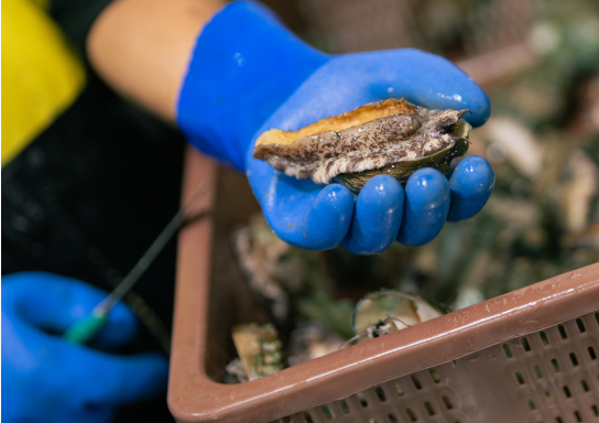 鮑の自社工場加工