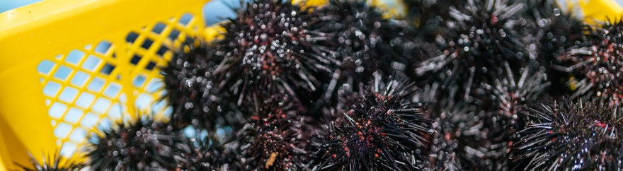 水揚げされた雲丹